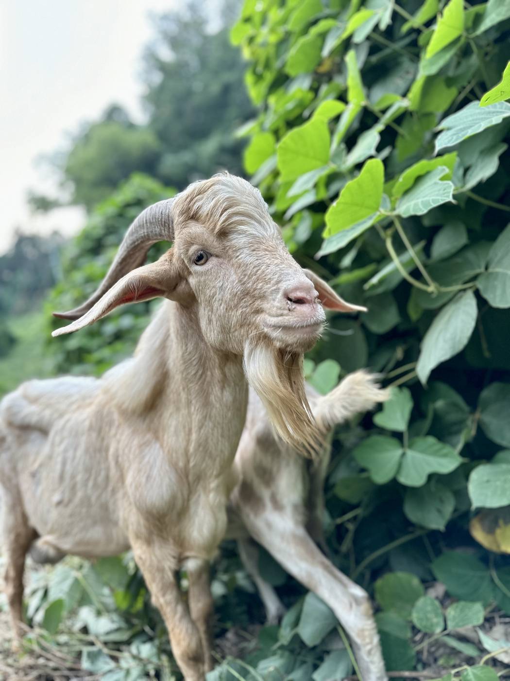 One of the Eco Grazers billies standing against a wall of kudzu, front foot up to reach higher growth