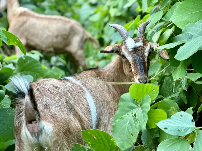 Two Eco Grazers goats working through heavy kudzu growth