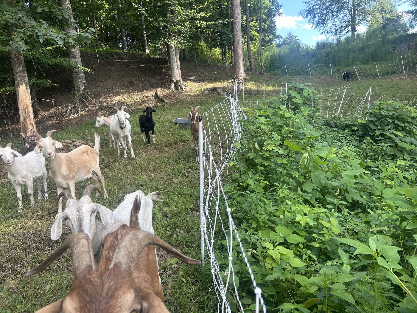 Portable electric fencing set up around a grazing section